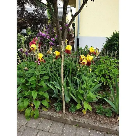 Apartmán In The Rose Garden Biberach bei Offenburg